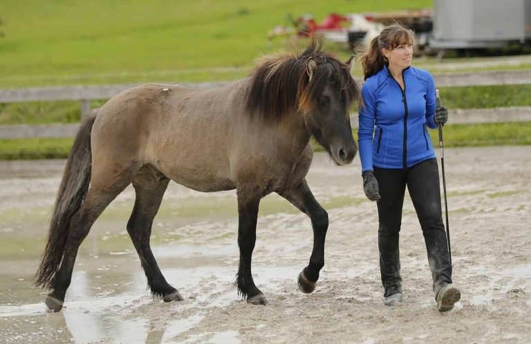 Reitlehrgang am Gestüt Steinachtal