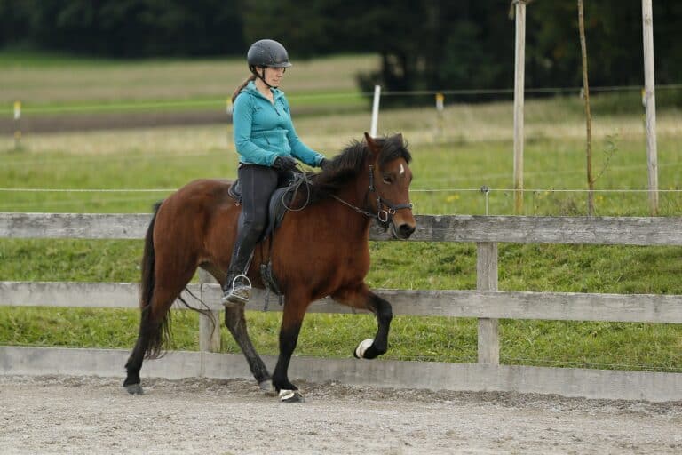 Individualtraining am Islandpferdegestüt Hainzberg