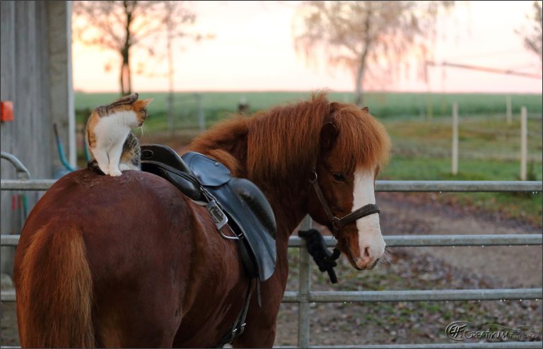 Reitlehrgang des IPZV Südbayern am Oedhof