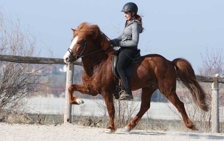 Individualtraining “Dressur feat. Gang” am Oedhof