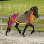 Webinar - Anatomie verstehen. Ventrale Muskelkette