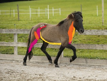 Webinar - Anatomie verstehen. Ventrale Muskelkette